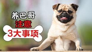 巴哥全新爆料视频播放,独家内幕大公开! 第3张 巴哥全新爆料视频播放,独家内幕大公开! 第3张